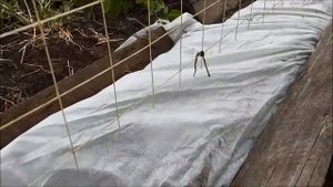 Подготовка винограда к зимовке в Сибири