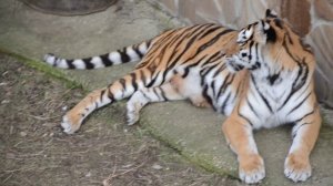 Мама ШЕСТИ ТИГРЯТ кормит самого слабого тигрёнка!