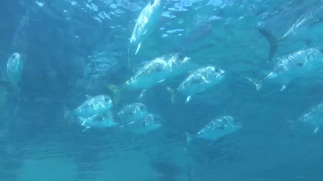 Atlantis - Nassau, Bahamas смотреть онлайн