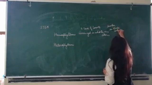 Selaginella смотреть онлайн