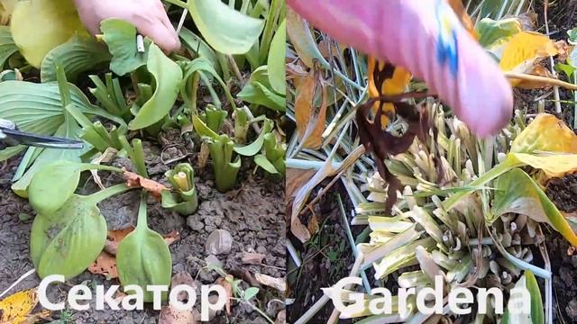 ОБРЕЗАЮ ЦВЕТЫ и КУСТАРНИКИ аккумуляторными ножницами GARDENA смотреть онлайн