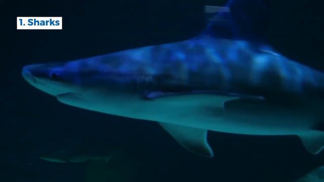 Animal classification: carnivores, herbivores, omnivores | Science for Kids | Science Video for Kid смотреть онлайн