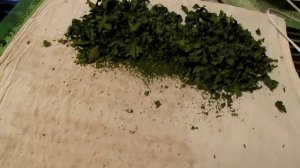 59 Мята перечная. Сушка в августе.