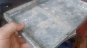 Перепелки от яйца до месяца Эстонцы и Техасский бройлер