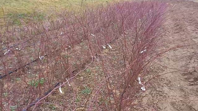 Обрезка шиповника на шип!!! 5 марта??? смотреть онлайн