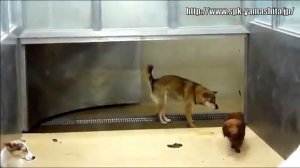 Гуманное усыпление бродячих собак в Японии
