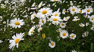 ФУТАЖ Ромашки