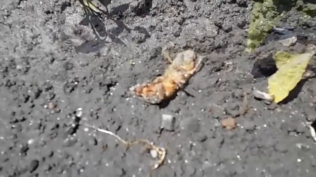 Как избавиться от медведок простыми домашними средствами смотреть онлайн