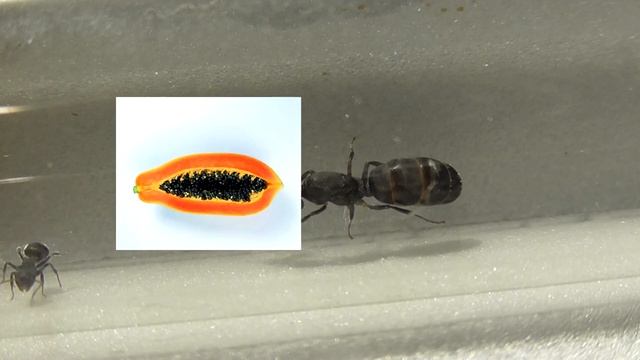 Папайя #1 смотреть онлайн