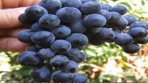 Сорта винограда для вина