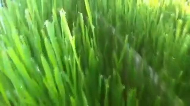 6-й ДЕНЬ ПРОРАЩИВАНИЯ смотреть онлайн