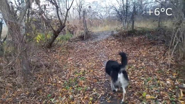 Славянск. 16 ноября 2023г. День Рождения Оксаны! смотреть онлайн