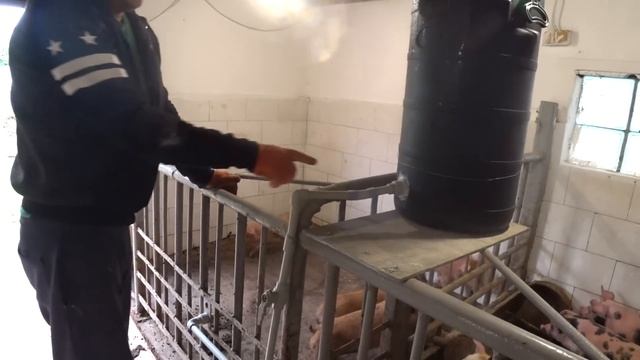 ПРОДАЮТСЯ ПОРОСЯТА, ДЮРОК ЧИСТОКРОВНЫЙ.