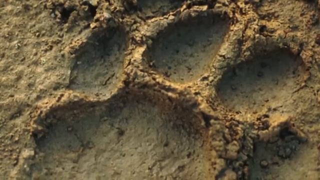 Тигр попросил солдат о помощи. Поняв причину, они потеряли дар речи! смотреть онлайн