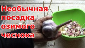 Необычная посадка озимого чеснока и севка под зиму. Какой урожай ждать в следующем году