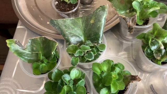 УЖЕ ПОРА ! ОТСАЖИВАТЬ ДЕТОК ! КАК ПРАВИЛЬНО КАК ДЕЛАЮ Я !!! смотреть онлайн