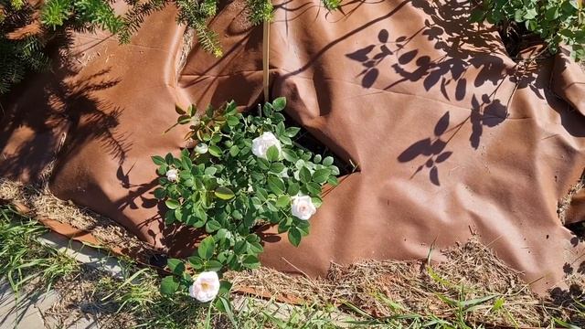 Роза " Аспирин Роуз " в моём саду. смотреть онлайн