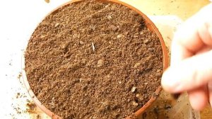 Как вырастить барбарис из семян в домашних условиях