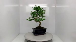 S-Shape Bonsai 30-35cm In Traditonal Planter