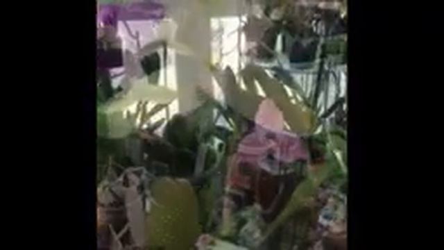Lycaste  orchids моя коллекция ликаст