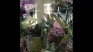 Lycaste  orchids моя коллекция ликаст