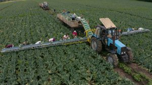 Уборка цветной капусты транспортером НОУТ-18 Краснодарский край www.933944.ru