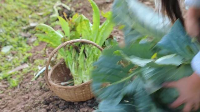 【二米炊烟】Bean Sprouts 用6個月種出的豆子，發了一筐金色的豆芽