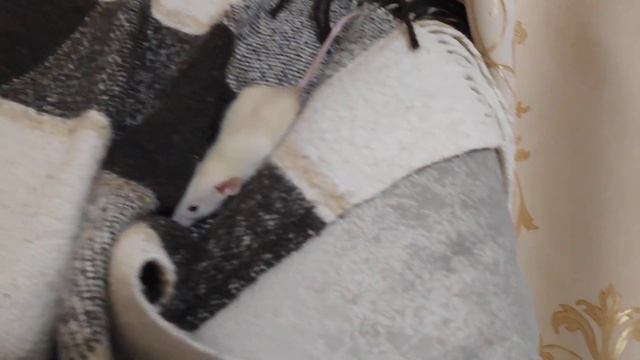 Крыса ДАМБО бегает по квартире. Rat Влог#3