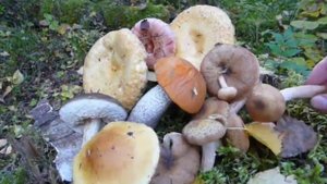 Грибы на Урале