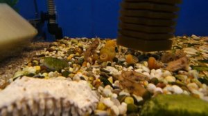 Полиптерус Эндлихера.