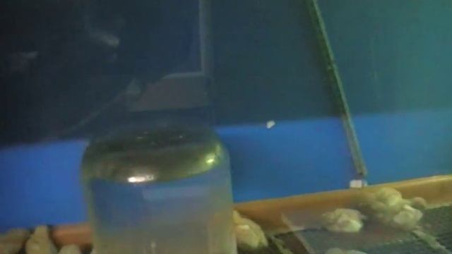 Вес перепелов по породам.Гигант альбинос-14дней.Индопелки и Гигант альбинос-7 дней.
