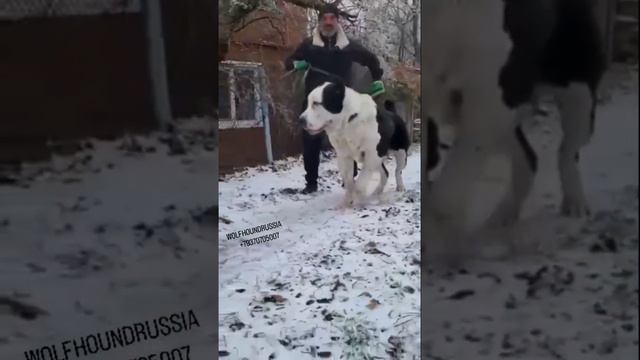 Питомник алабаев!кравчик Зевс, есть свободные щенки! Среднеазиатская овчарка,волкодав,alabai,щенки