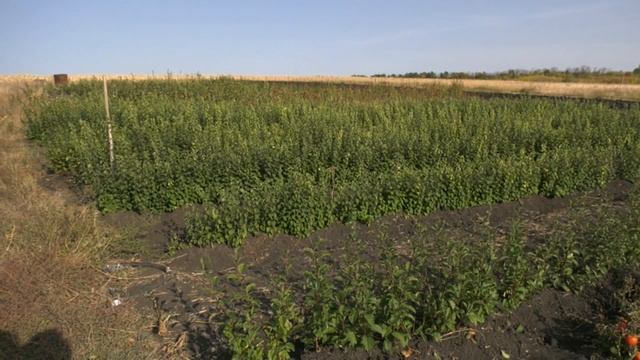 Перспективы садоводства в Воронежской области смотреть онлайн