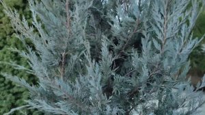 обзор на Можжевельник скальный Мунглоу (Juniperus scopulorum Moonglow) посадка и уход
