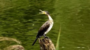 Баклан отдохнул взял курс на Восток / баклан летит в одиночку на юг / голос мухоловка - пеструшка