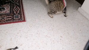 Нужно ли кастрировать кота