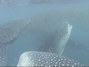 Whale Sharks Djibouti