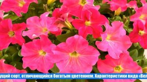 Красивые сорта петунии