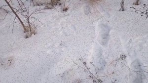 Петля на зайца -Улов- 15 кг.