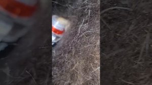 окра или овод у коров
