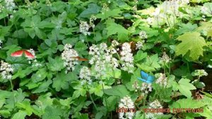 Тиарелла сердцелистная (tiarella cordyfolia) ? тиарелла обзор: как сажать рассада тиареллы