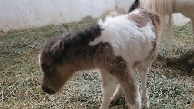 Little Hooves Moonstone Majesty | One-day old miniature filly смотреть онлайн