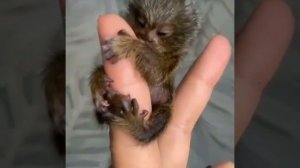 обезьянка Мармозетка.