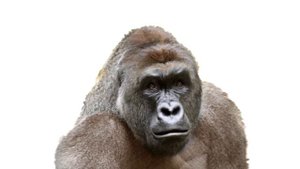 The Animal Sounds: Gorilla Howling, Whimpering Sounds / Sound Effect / Animation