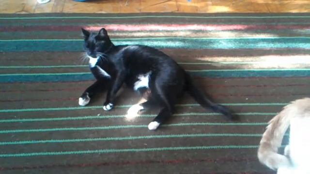 Bars&Maha (коты) смотреть онлайн