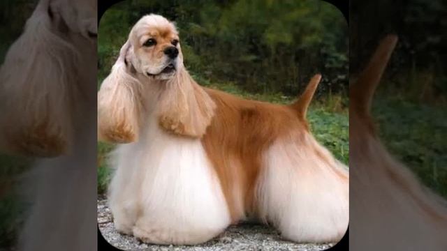 Самые красивые животные. Душевная музыка Дидюля смотреть онлайн