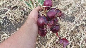 Фиолетовый лук от компании Esasem. Зен F1 в сезоне 2021.
