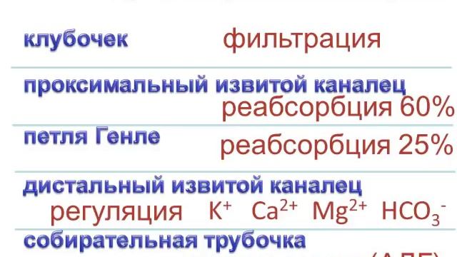 Физиология почек введение (почки 1) смотреть онлайн