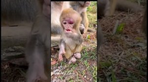 Poor Baby Monkey Lose Mom Crying Loudly Hungry Food, Giving Food To Poor Baby Monkey Moment Videos
