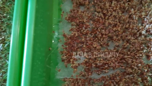 Выращиваем микрозелень в домашних условиях, без земли - быстро и легко. Мой огород на окне.